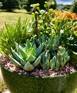 AKASHA Landscaping Rock 4-lb Indoor Decorative Rock -Cheap Landscaping Store 08250211