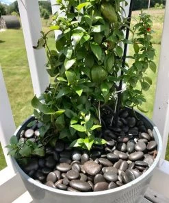 AKASHA Landscaping Rock 5-lb Black Indoor Decorative Rock 11 AKASHA Landscaping Rock 5-lb Black Indoor Decorative Rock -Cheap Landscaping Store 17076050