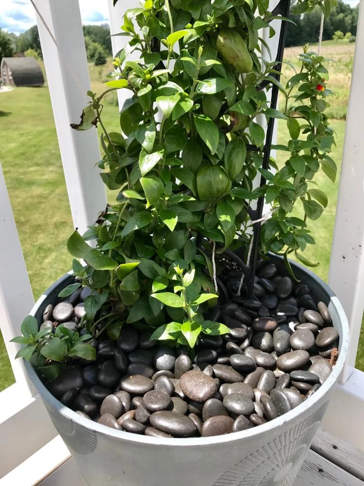 AKASHA Landscaping Rock 5-lb Black Indoor Decorative Rock 6 AKASHA Landscaping Rock 5-lb Black Indoor Decorative Rock - Image 6