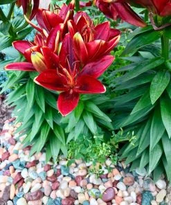 AKASHA Landscaping Rock 5-lb Indoor Decorative Rock -Cheap Landscaping Store 17076906